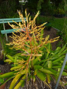 Blanchiniana: large yellow/green leaf, flowering bromeliad